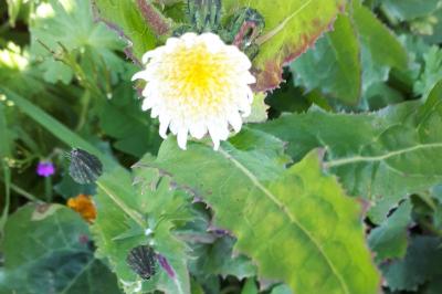 <i>Sonchus oleraceus</i>