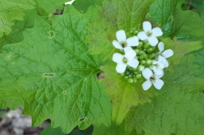 <i>Alliaria petiolata</i>