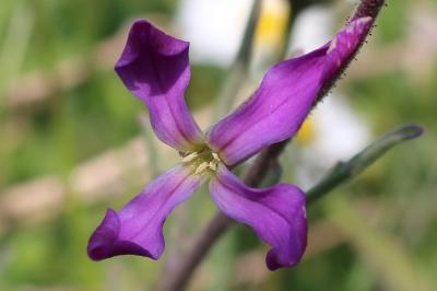 <i>Matthiola incana</i>