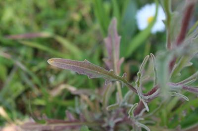 <i>Matthiola incana</i>