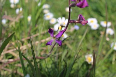 <i>Matthiola incana</i>