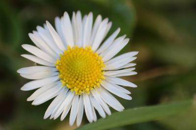 <i>Bellis perennis</i>