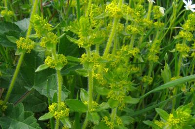 <i>Cruciata laevipes</i>
