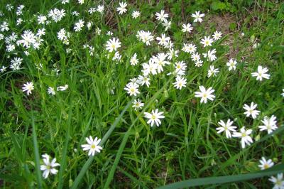 <i>Rabelera holostea</i>