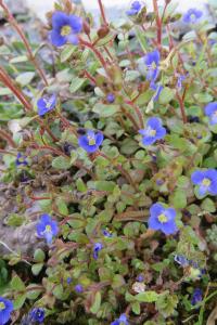 <i>Veronica arvensis</i>