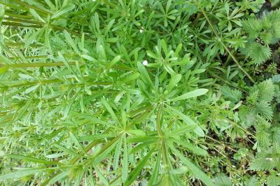 <i>Galium aparine</i>