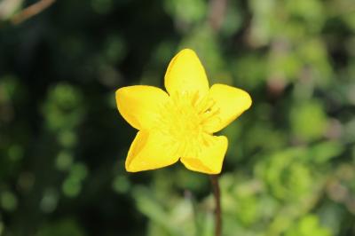 <i>Ranunculus bulbosus</i>