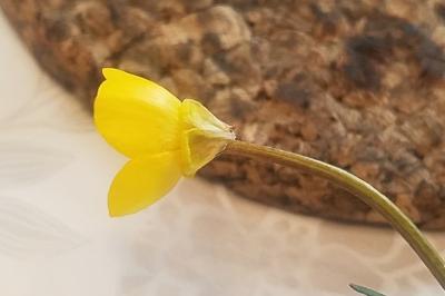 <i>Ranunculus bulbosus</i>