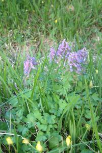 <i>Corydalis solida</i>