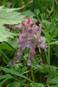 <i>Corydalis solida</i>