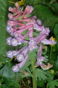 <i>Corydalis solida</i>