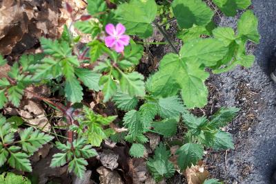 <i>Geranium robertianum</i>