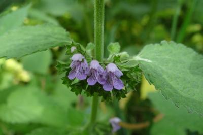<i>Lamium maculatum</i>