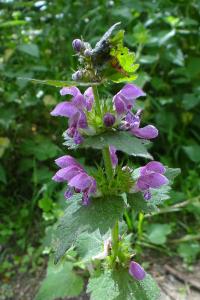 <i>Lamium maculatum</i>