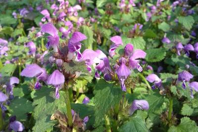 <i>Lamium maculatum</i>
