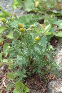 <i>Matricaria discoidea</i>