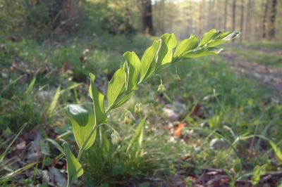 <i>Polygonatum multiflorum</i>