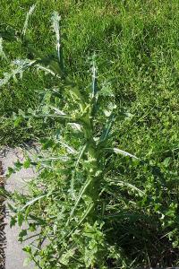 <i>Sonchus asper</i>