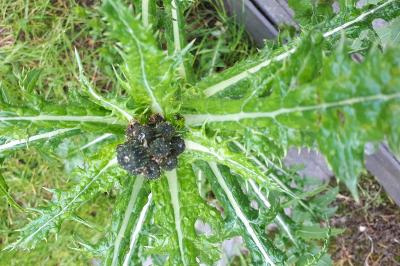 <i>Sonchus asper</i>