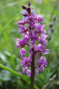 <i>Orchis mascula</i>