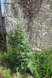 <i>Verbascum pulverulentum</i>