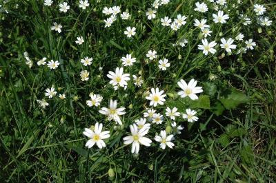 <i>Rabelera holostea</i>