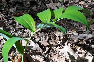 <i>Polygonatum multiflorum</i>