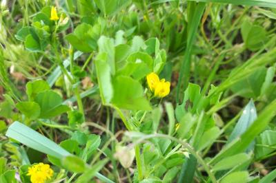 <i>Medicago arabica</i>