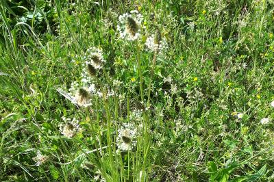 <i>Plantago lanceolata</i>