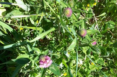 <i>Trifolium pratense</i>