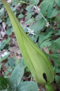 <i>Arum maculatum</i>