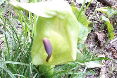 <i>Arum maculatum</i>