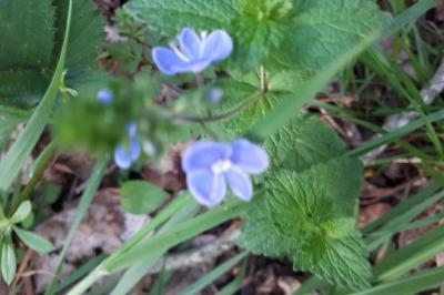 <i>Veronica chamaedrys</i>