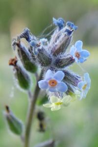 <i>Myosotis discolor</i>