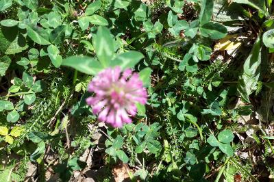 <i>Trifolium pratense</i>