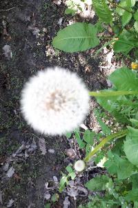 <i>Taraxacum officinale</i>