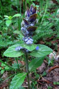 <i>Ajuga reptans</i>