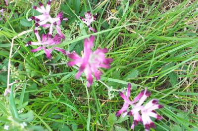 <i>Fumaria officinalis</i>