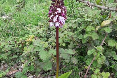 <i>Orchis purpurea</i>