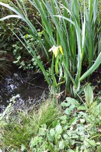 <i>Iris pseudacorus</i>