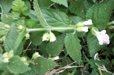 <i>Melittis melissophyllum</i>