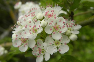 <i>Crataegus monogyna</i>