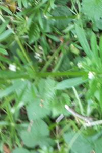 <i>Galium aparine</i>