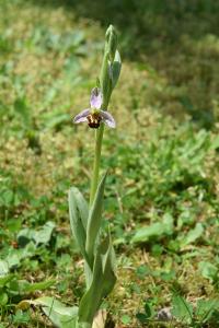 <i>Ophrys apifera</i>