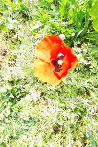 <i>Papaver rhoeas</i>