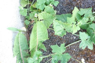 <i>Bryonia dioica</i>