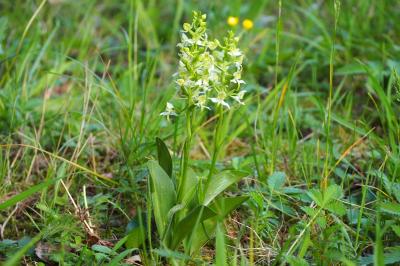 <i>Platanthera chlorantha</i>