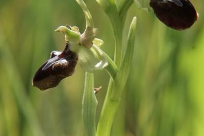 <i>Ophrys aranifera</i>