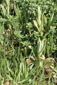 <i>Himantoglossum hircinum</i>