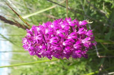 <i>Anacamptis pyramidalis</i>